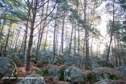 Forêt de Fontainebleau (77)