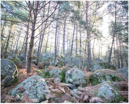 La forêt de Fontainebleau est le site touristique le plus visité d'Île-de-France