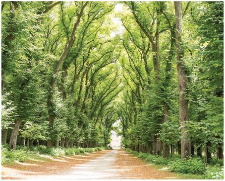 Promenade dans les allées de tilleuls