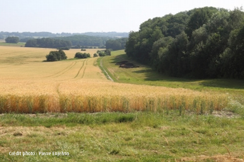 Site des Buttes de Rosne, Marines et Epiais (95)