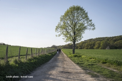 Vallon du Pommeret, site classé de la Vallée de Chevreuse (78)