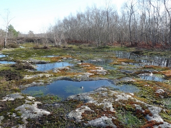 Aspect hivernale de la platière du plateau de Bulou à D'Huison-Longueville (91)