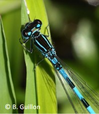 Agrion de Mercure