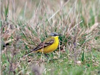 Bergeronnette printanière (Motacilla_flava) S. Siblet