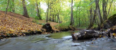 Ruisseau des Ponts Quentin