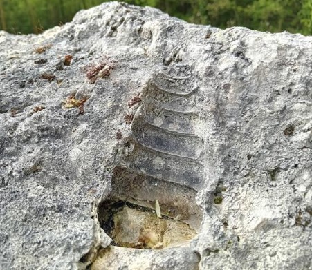 Fossile de gastéropode sur le site géologique de Vigny-Longuesse