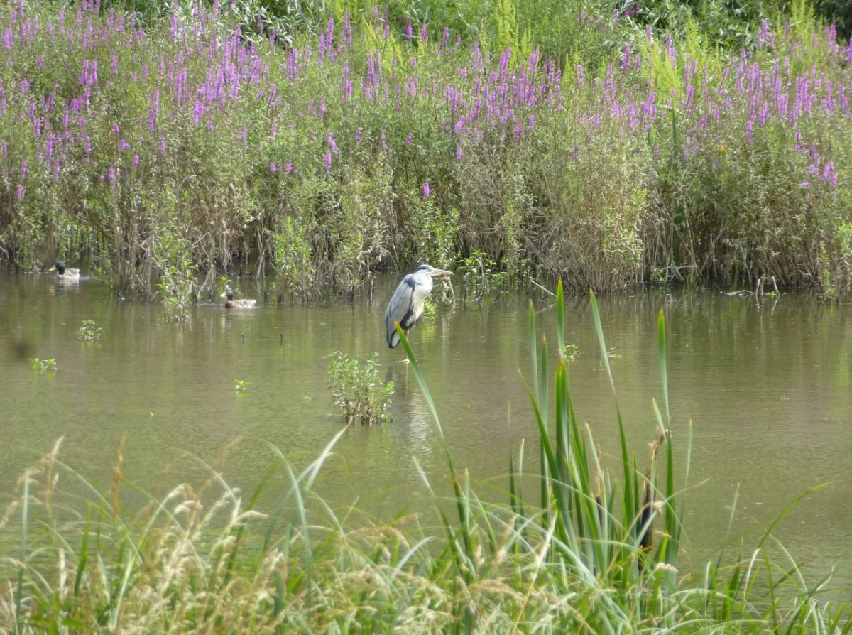 Zone humide restaurée par le SIAVB autour de la Bièvre (91)