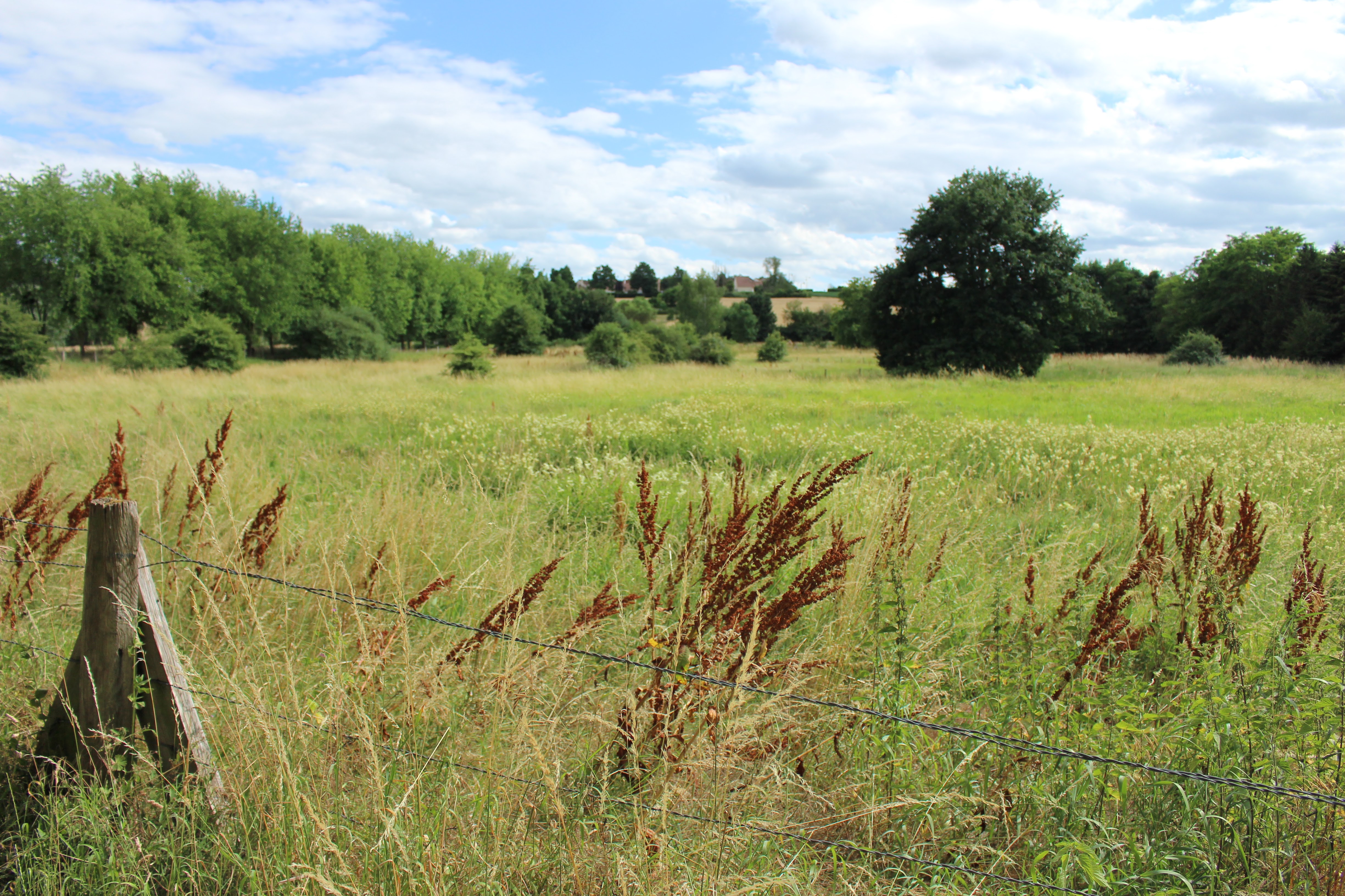 Prairie humide située à Longjumeau (Essonne) à proximité de la plaine de Balizy