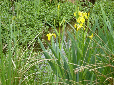 Zone humide dans le parc naturel régional Haute Vallée de Chevreuse (78) Zone humide dans le parc naturel régional Haute Vallée de Chevreuse (78)