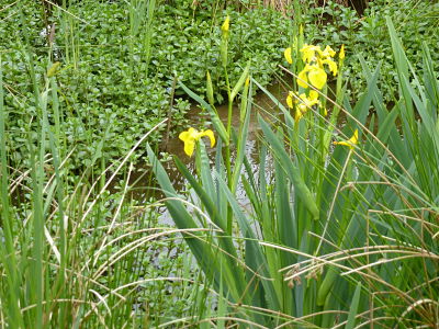 Zone humide dans le parc naturel régional Haute Vallée de Chevreuse (78)