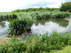 Bassin de lagunage de la station d'épuration de Guercheville (77)