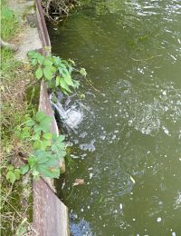 Rejet d'eaux usées traitées dans le Loing à Montigny-sur-Loing (77)