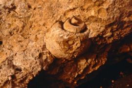 Moule interne de mollusque gastéropode, Stampien - © RN sites géologiques de l'Essonne