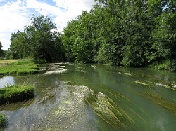 Herbiers enracinés des eaux courantes à Noyen-sur-Seine