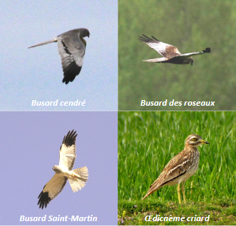 Oiseaux présents sur le site - Infosite n°4 Oiseaux présents sur le site - Infosite n°4