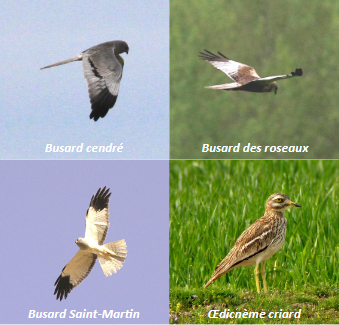 Oiseaux présents sur le site - Infosite n°4