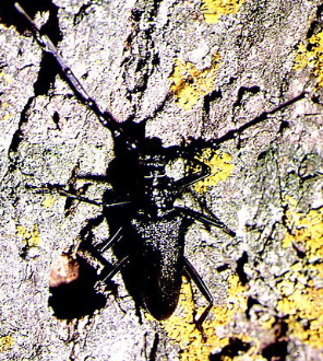 Grand Capricorne - ©AEV Grand Capricorne - ©AEV