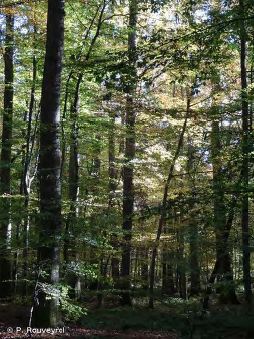 Massif de Fontainebleau