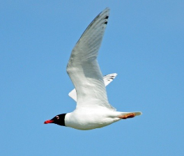 Mouette mélanocéphale