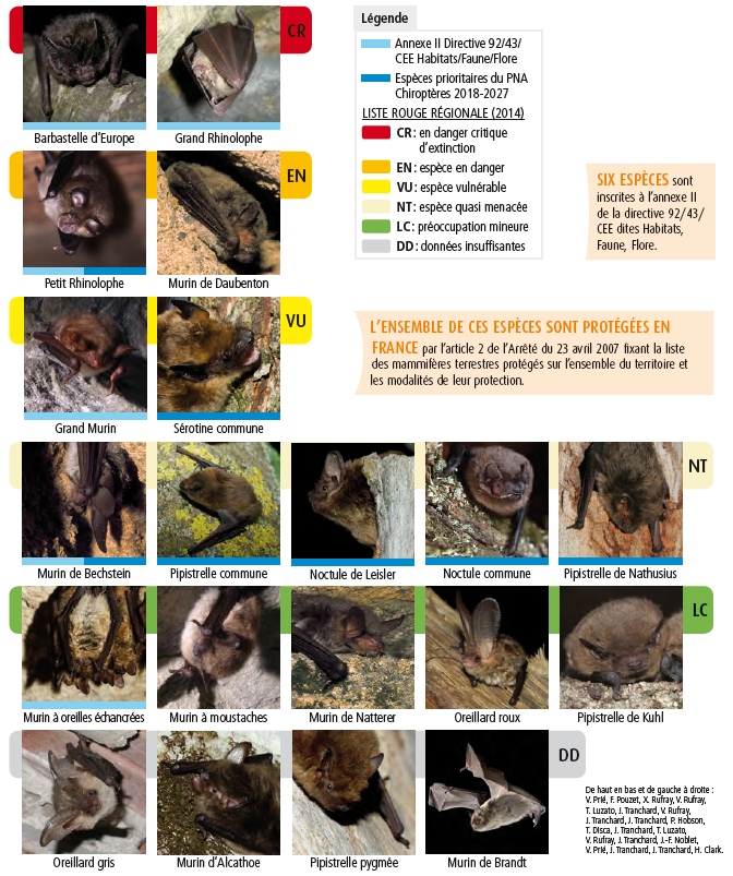 Espèces de chauves-souris présentes en Ile-de-France