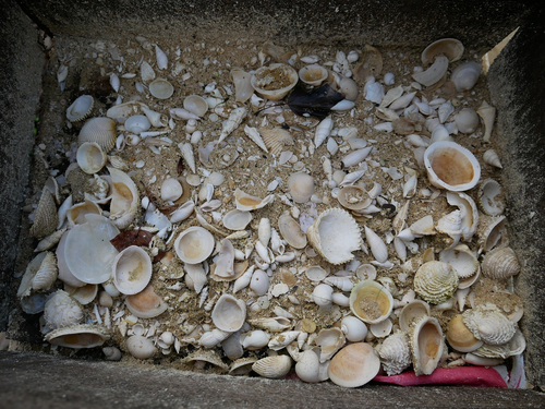 Sable coquillé-site du domaine de Grignon