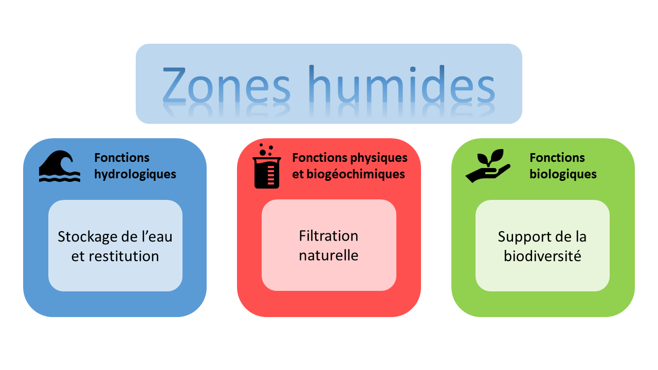 Services rendus par les zones humides