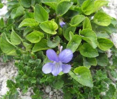 Violette des rocailles Violette des rocailles